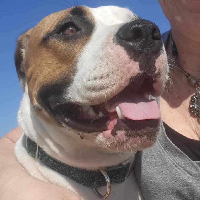 Enlarge Maggie, a Adopted American Bulldog in Lebec, CA image 5/5
