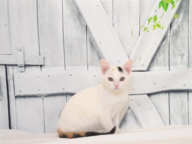 Enlarge PEPPER, a Adoptable mixed breed in Oroville, CA image 1/1