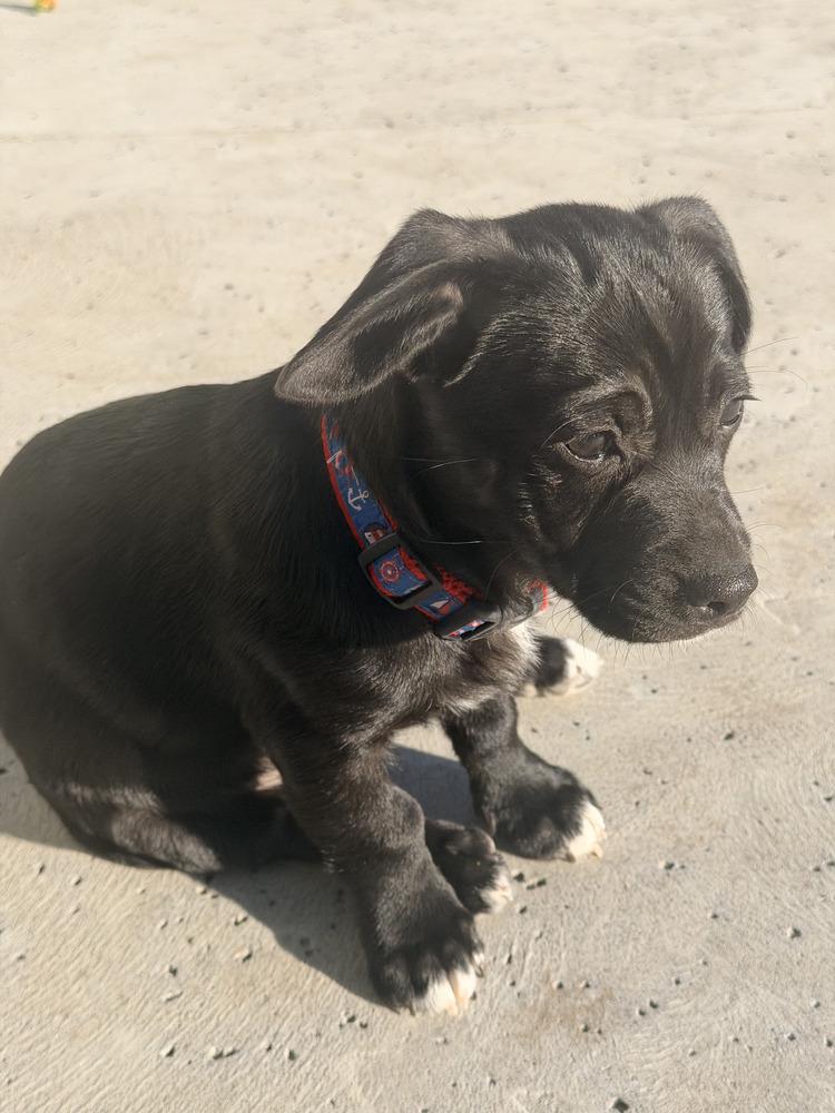 Princess lilibet, a Adoptable mixed breed in Windsor, CA image 1/5