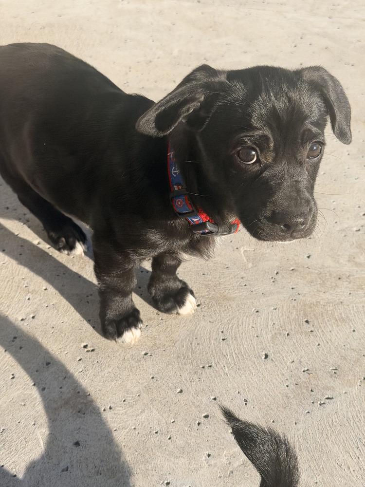 Princess lilibet, a Adoptable mixed breed in Windsor, CA image 2/5