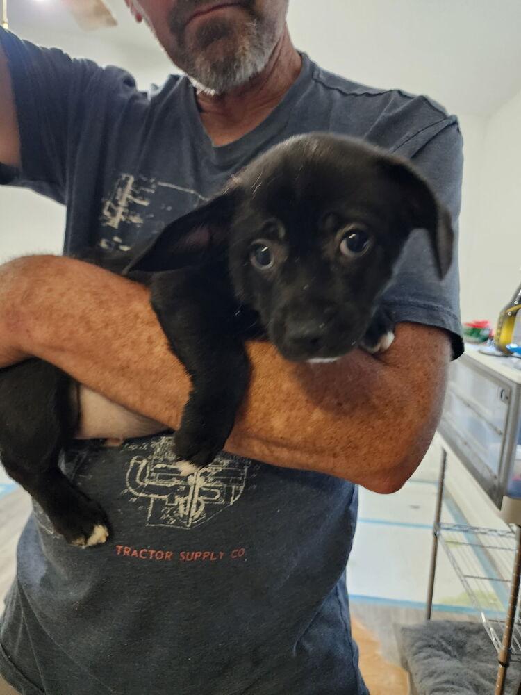Princess lilibet, Adoptable, Puppy Female Corgi & Pug.