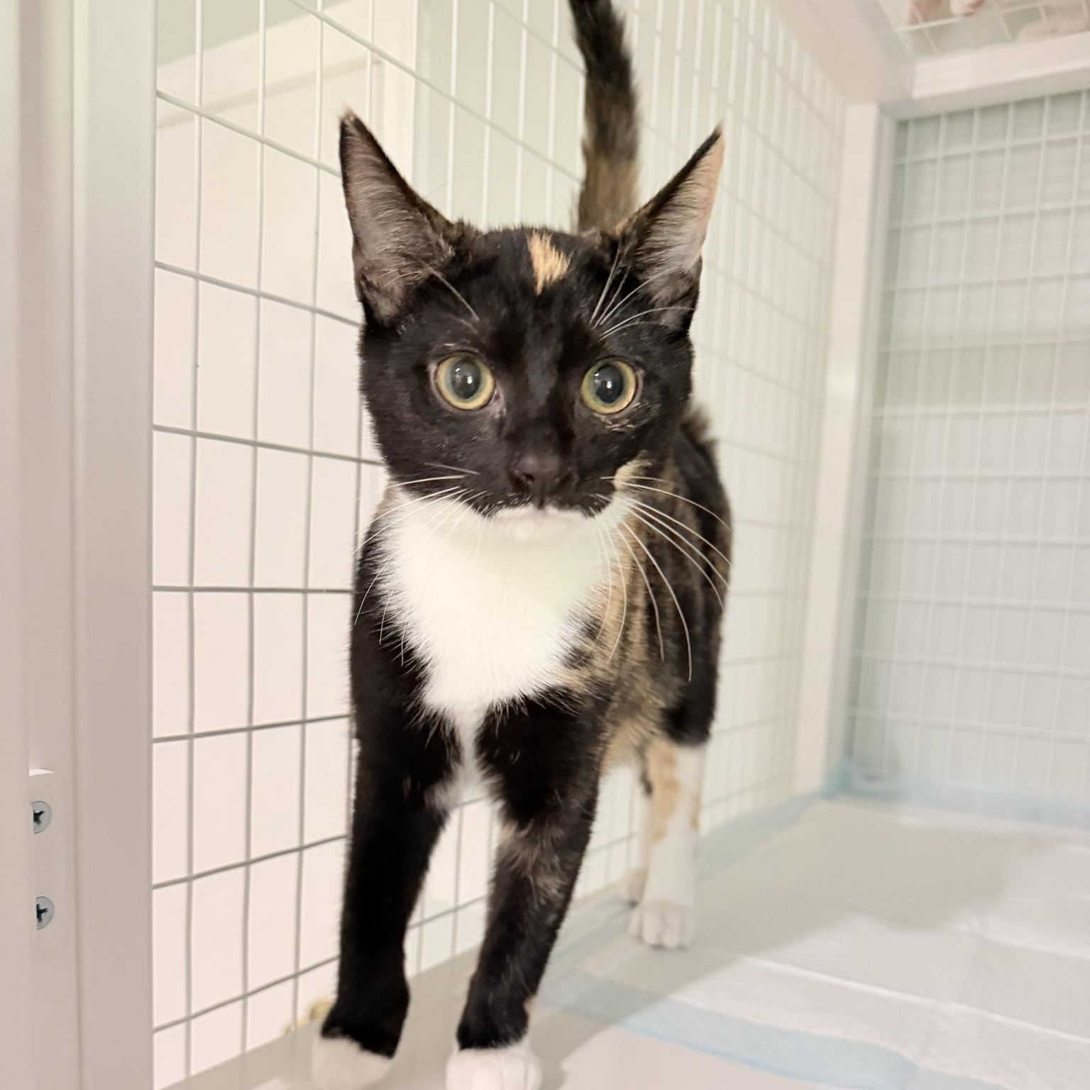 Lily, a ADOPTABLE Calico in Suffolk, VA image 3/3