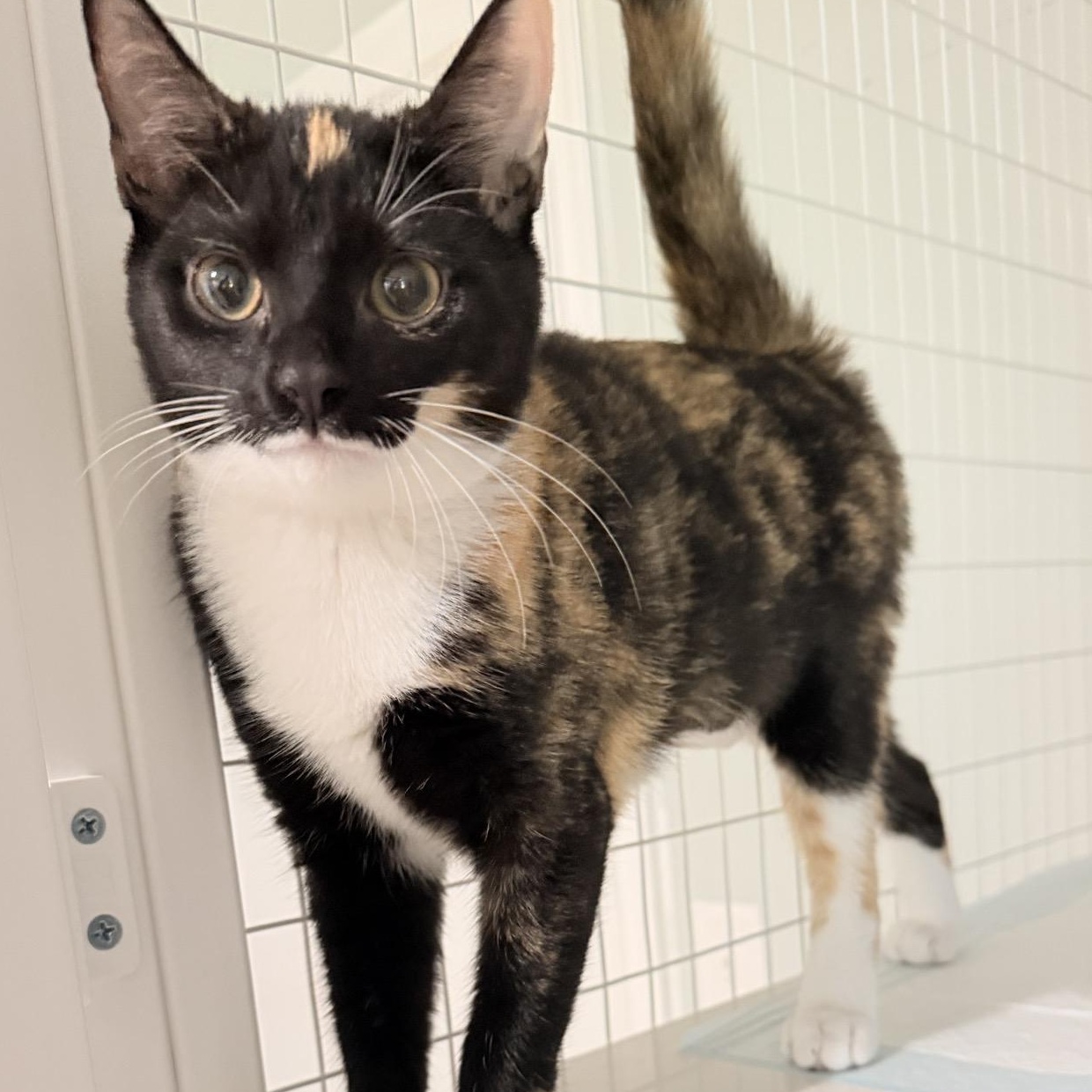 Lily, ADOPTABLE, Kitten Female Calico.