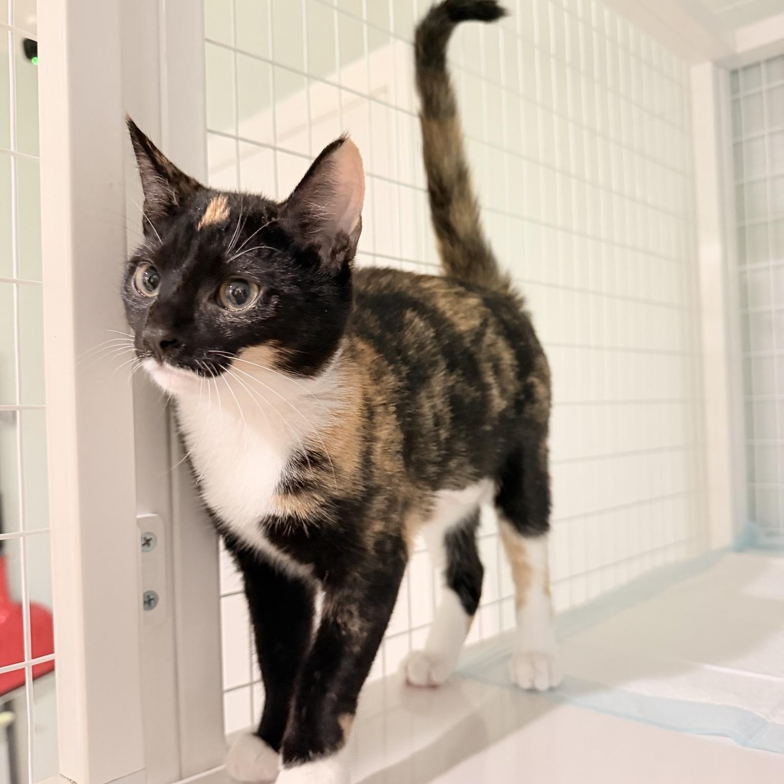Lily, a ADOPTABLE Calico in Suffolk, VA image 2/3