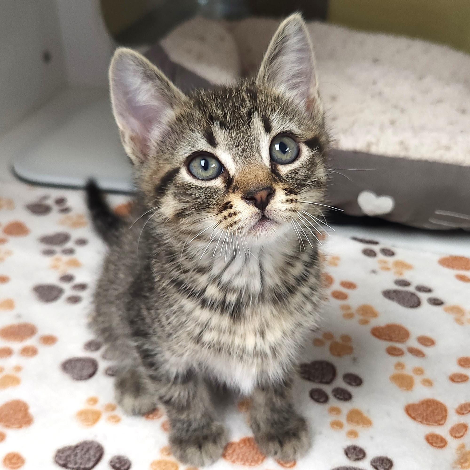 Enlarge Shiitake, a Adoptable Tabby in Marshfield, WI image 2/6
