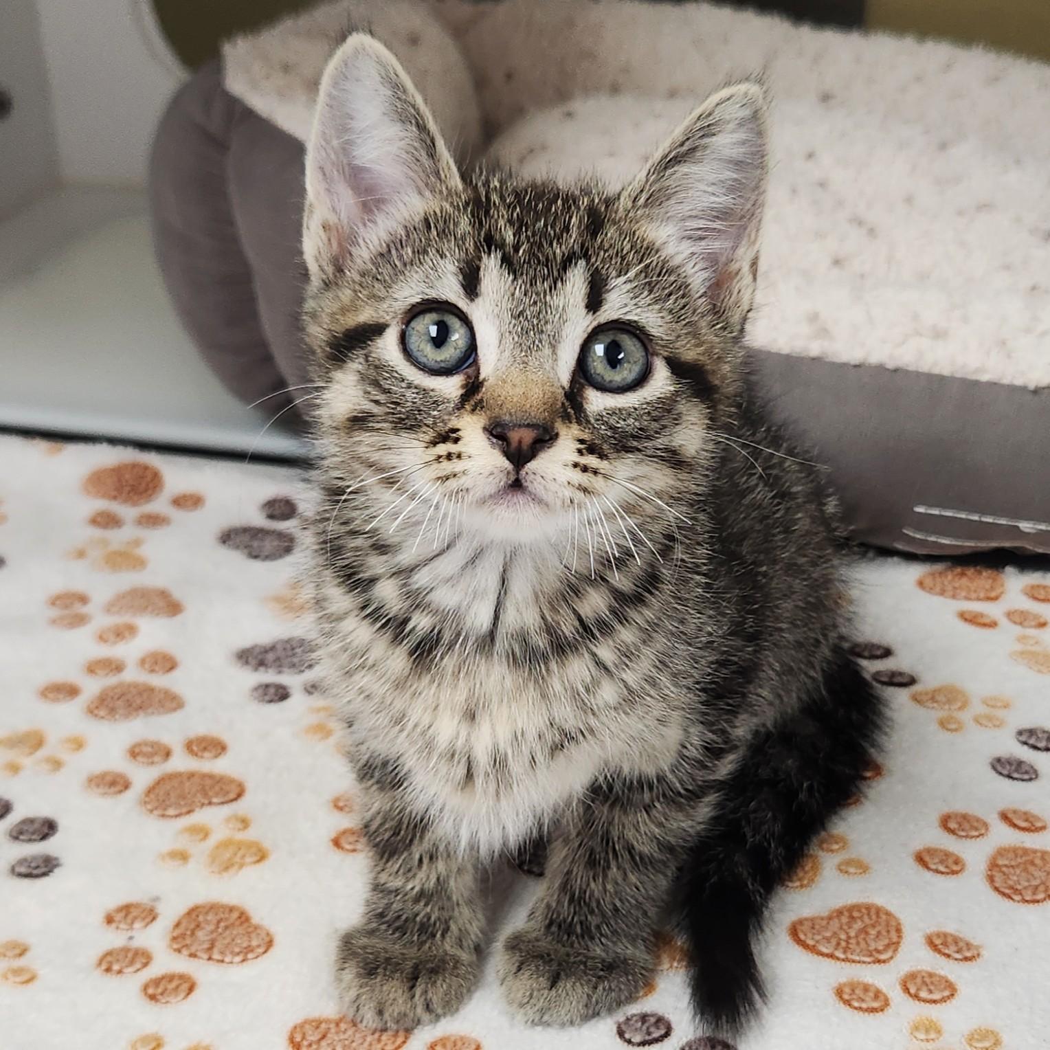 Enlarge Shiitake, a Adoptable Tabby in Marshfield, WI image 4/6