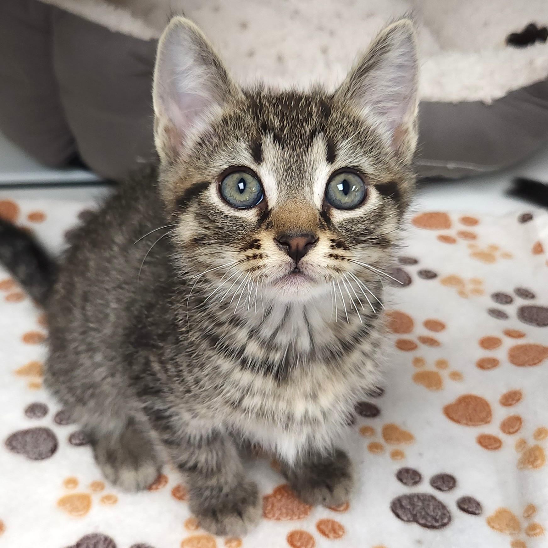 Enlarge Shiitake, a Adoptable Tabby in Marshfield, WI image 3/6