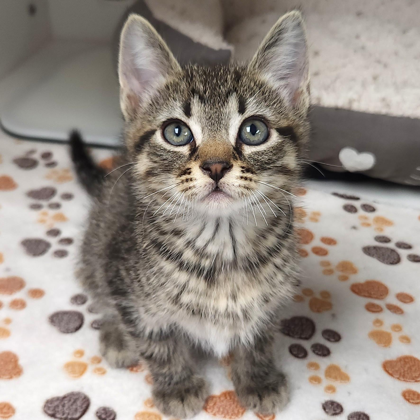 Shiitake, Adoptable, Kitten Male Tabby.