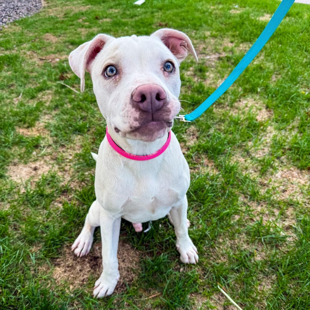 Enlarge 640 (2026) Apollo, a Adoptable mixed breed in Parker, CO image 2/6