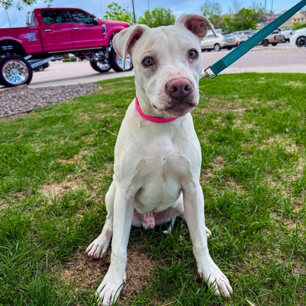 Enlarge 640 (2026) Apollo, a Adoptable mixed breed in Parker, CO image 3/6