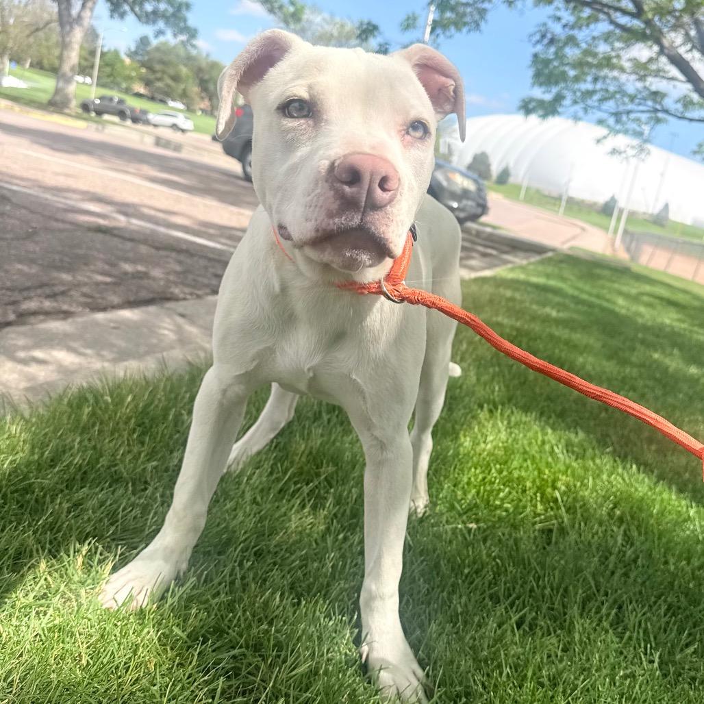Enlarge 640 (2026) Apollo, a Adoptable mixed breed in Parker, CO image 4/6