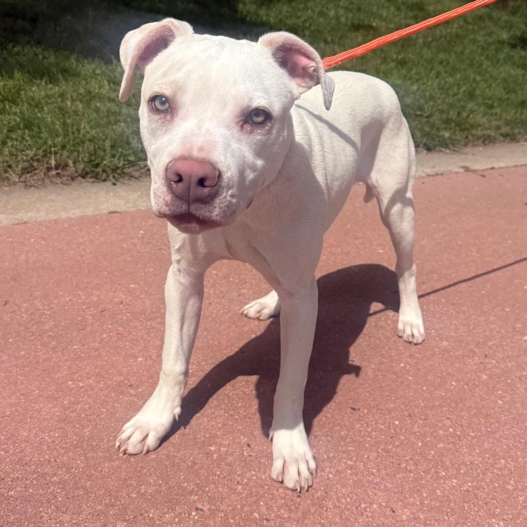 Enlarge 640 (2026) Apollo, a Adoptable mixed breed in Parker, CO image 6/6