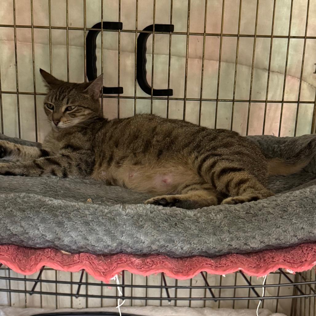 Enlarge Ursula, a Adoptable Domestic Short Hair in Hinesville, GA image 1/1