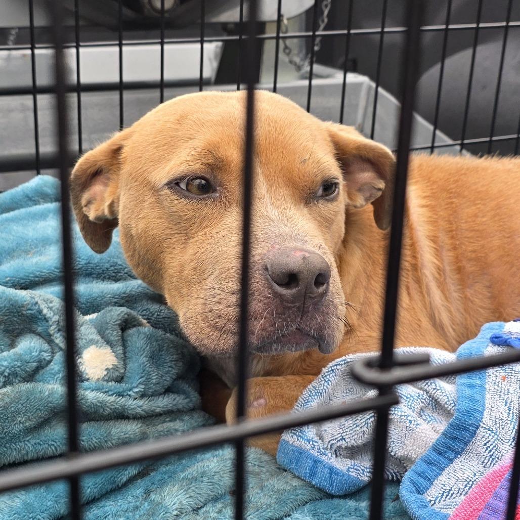 Queen Elizebark 5483