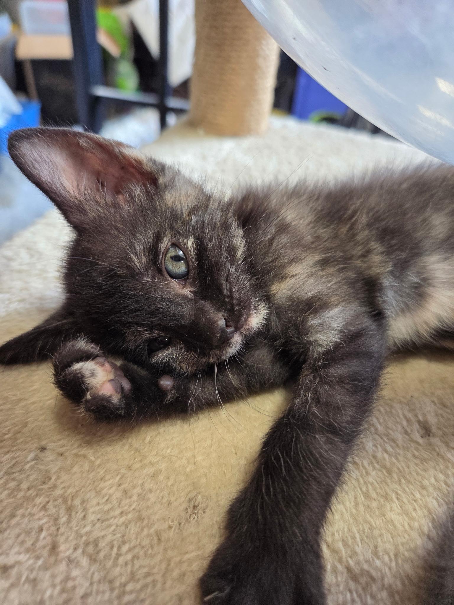Gollum, a ADOPTABLE Domestic Short Hair in Columbia, MO image 2/3