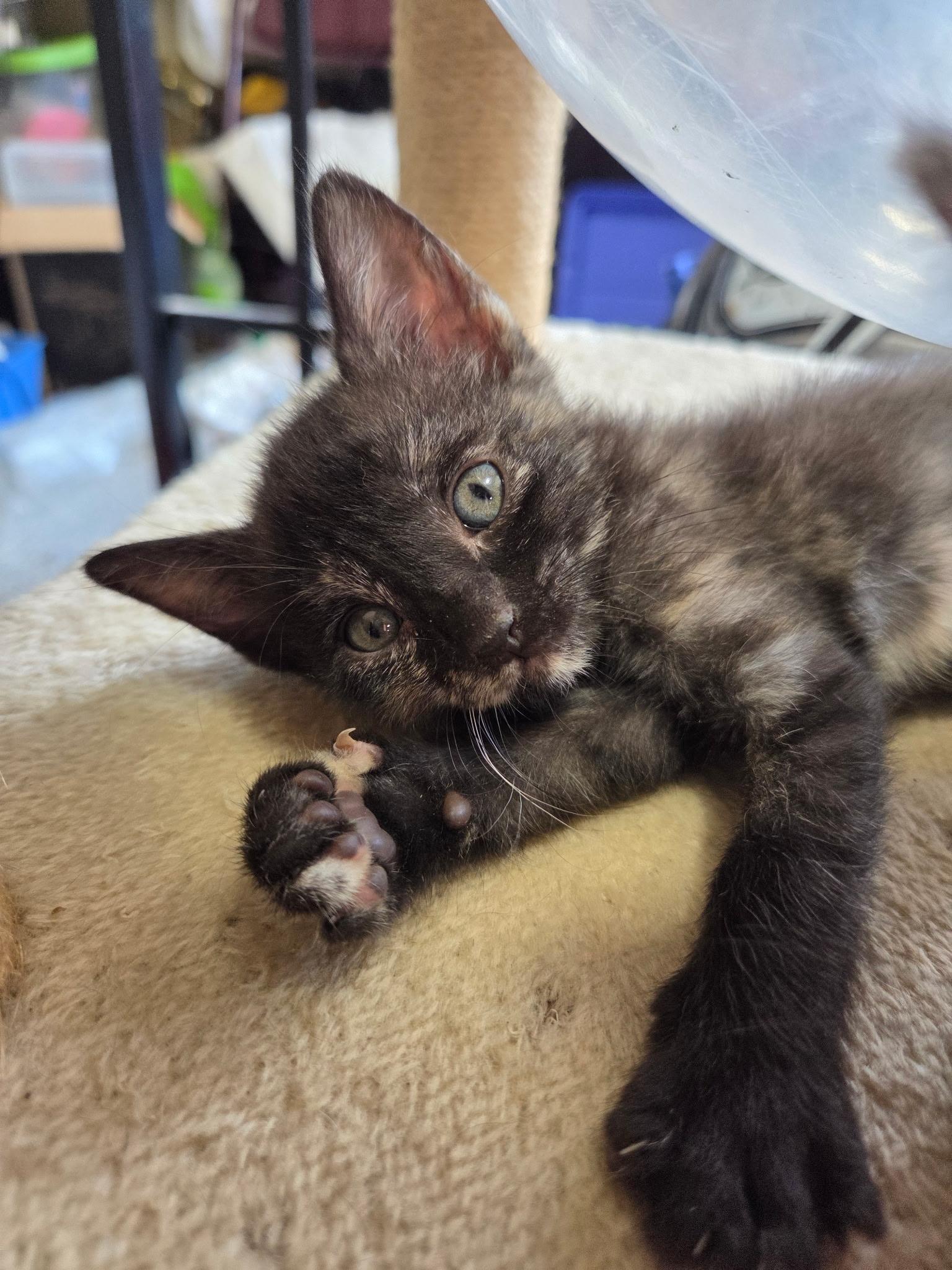 Gollum, a ADOPTABLE Domestic Short Hair in Columbia, MO image 3/3