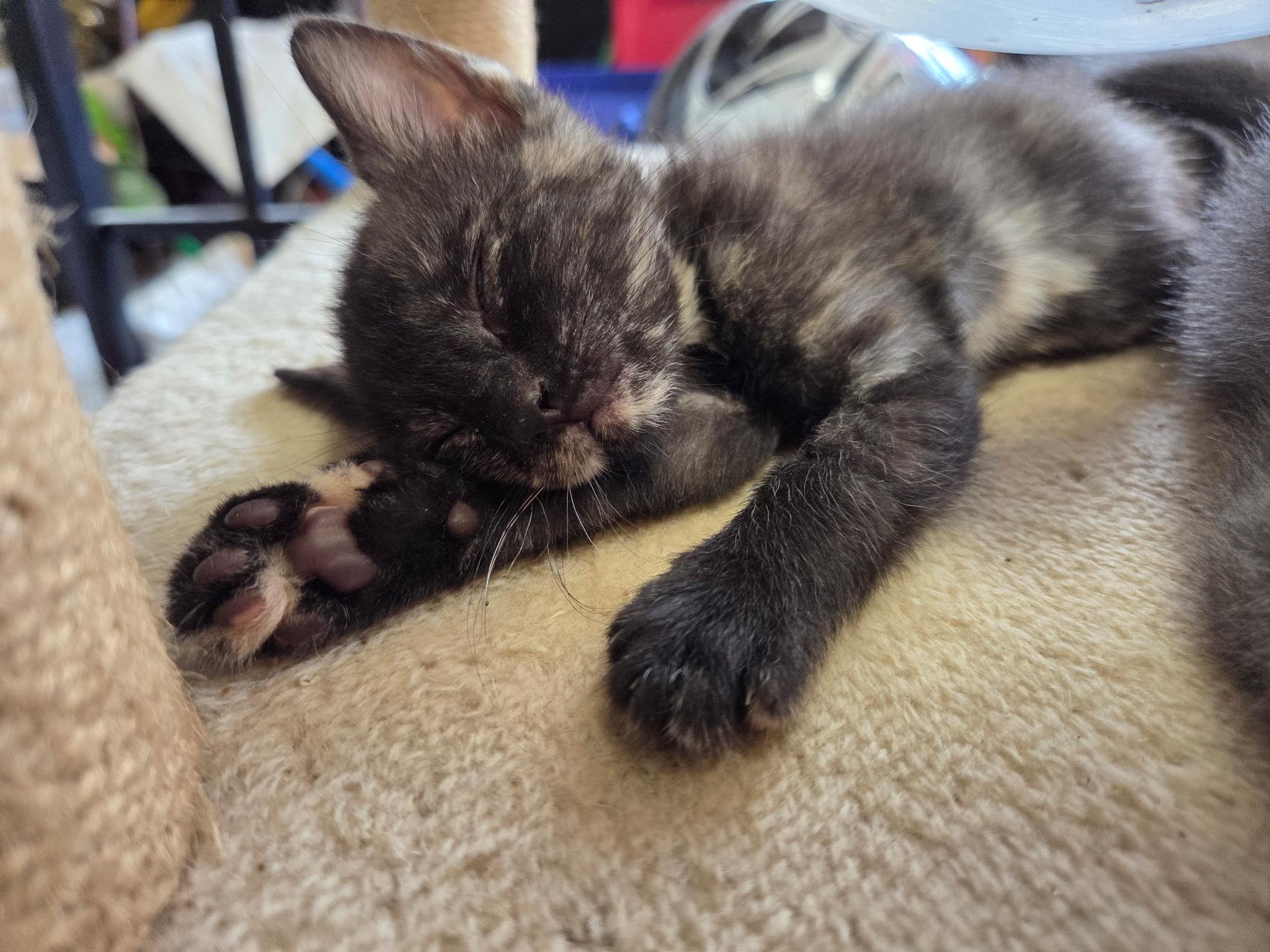 Gollum, ADOPTABLE, Kitten Female Domestic Short Hair.