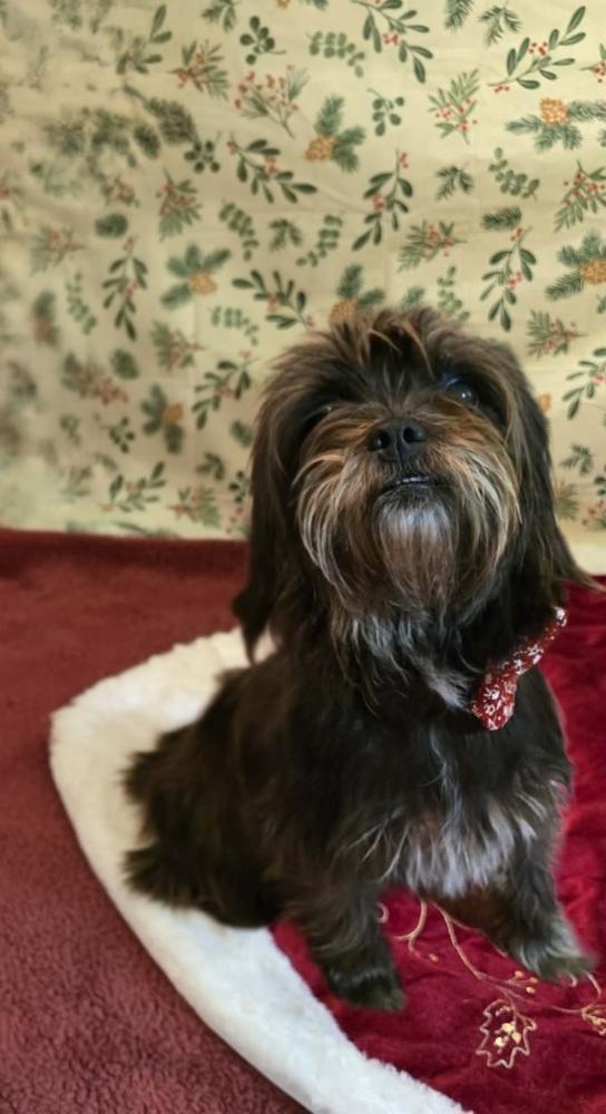 Michelle aka Shelly, Adoptable, Adult Female Shih Tzu.