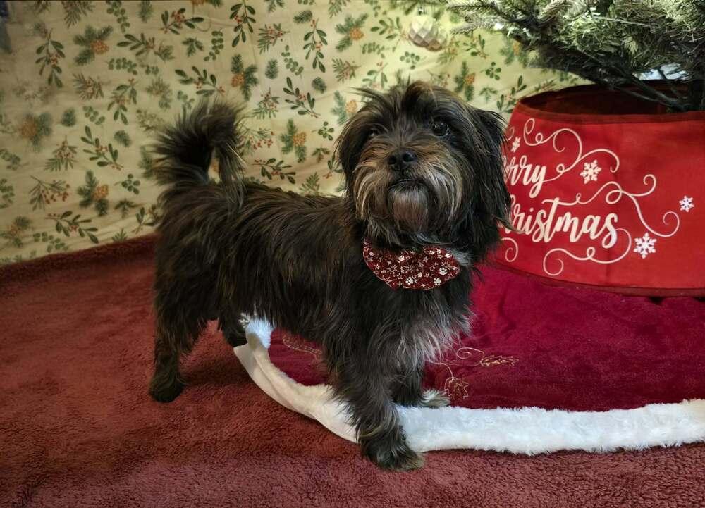 Enlarge Michelle aka Shelly, a Adoptable mixed breed in Bonifay, FL image 2/2