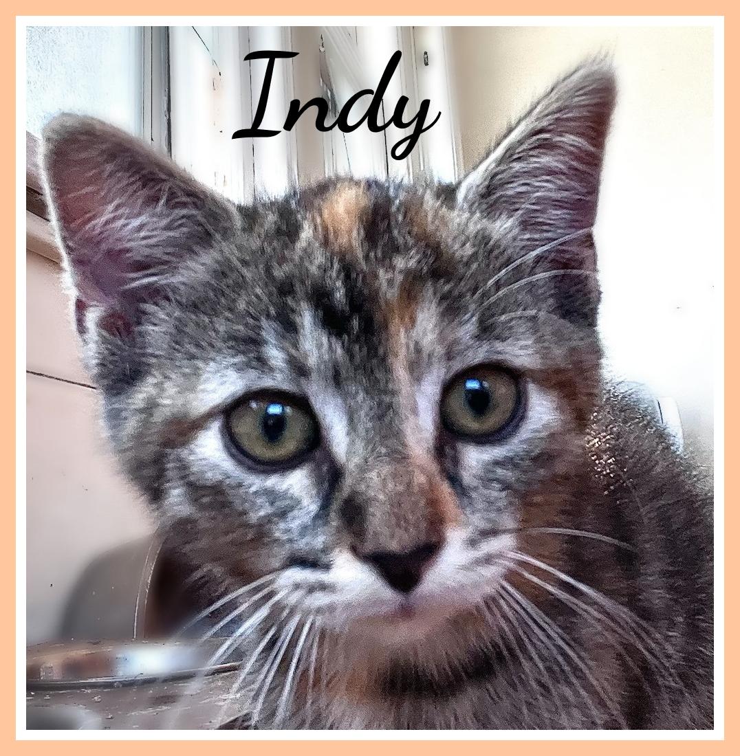 Indy, adopted, Kitten Female Domestic Short Hair.