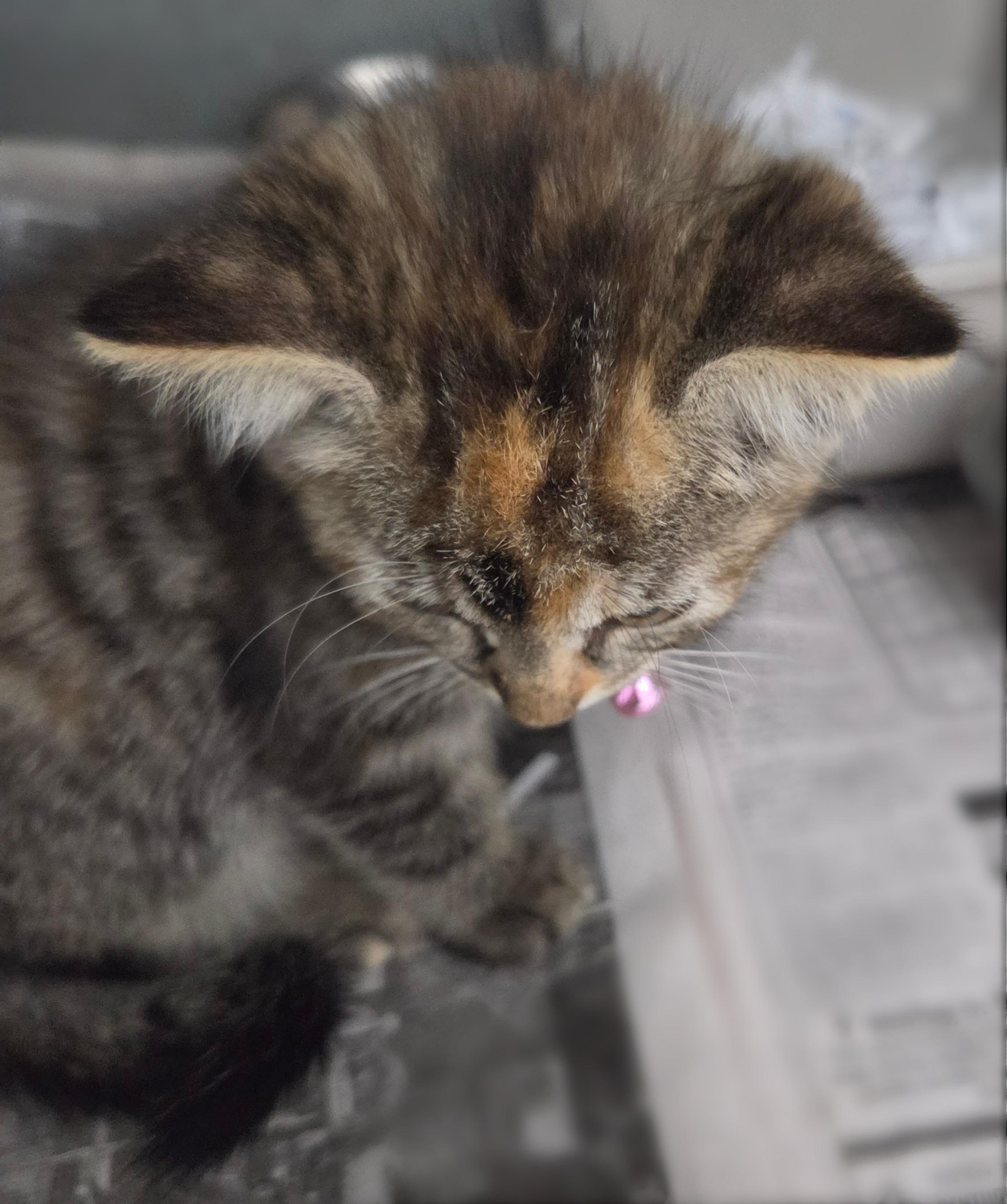 Enlarge Indy, an adopted Domestic Short Hair in Valley City, ND image 2/2