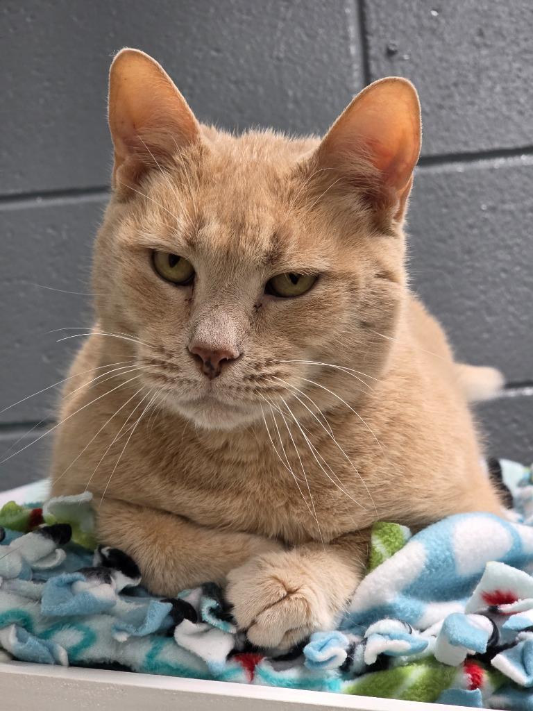 Lynx, Adoptable, Adult Male Domestic Short Hair.