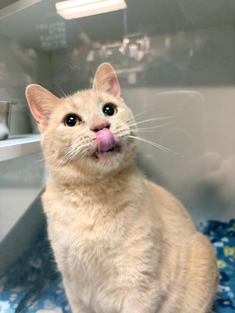 Enlarge Lynx, a Adoptable mixed breed in Huntington, IN image 1/1
