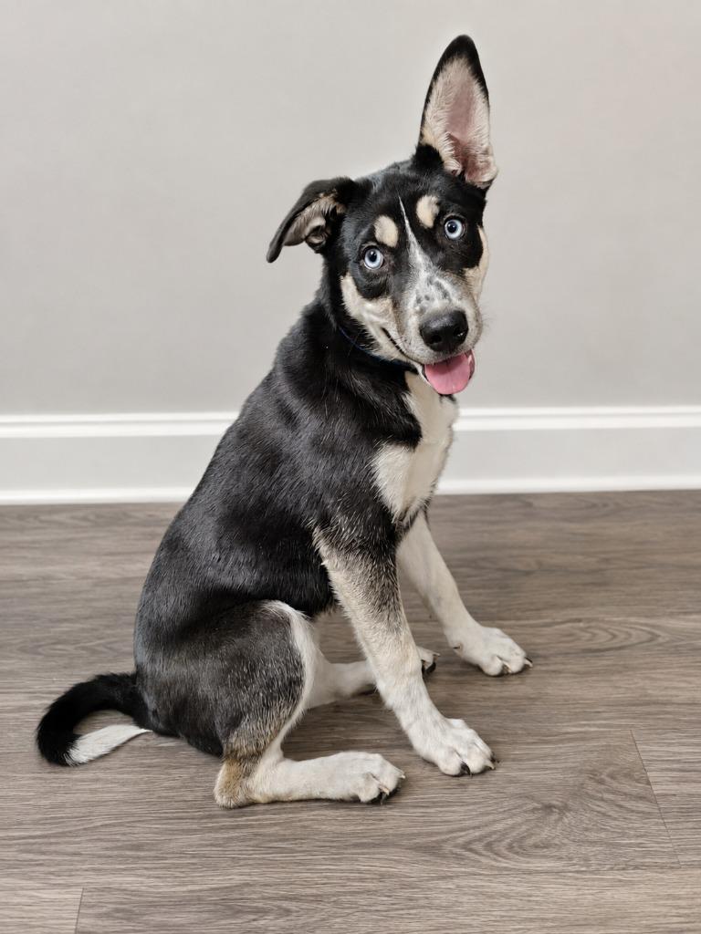 Enlarge Little Lady, a Adoptable Husky in Murray, KY image 1/1
