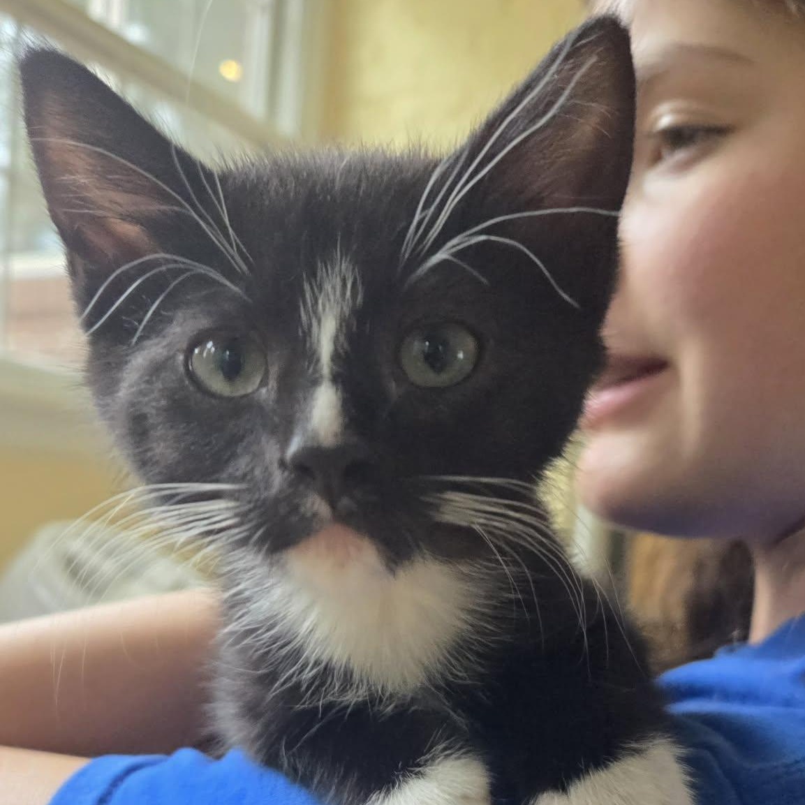 Raven, ADOPTABLE, Kitten Female Domestic Short Hair.