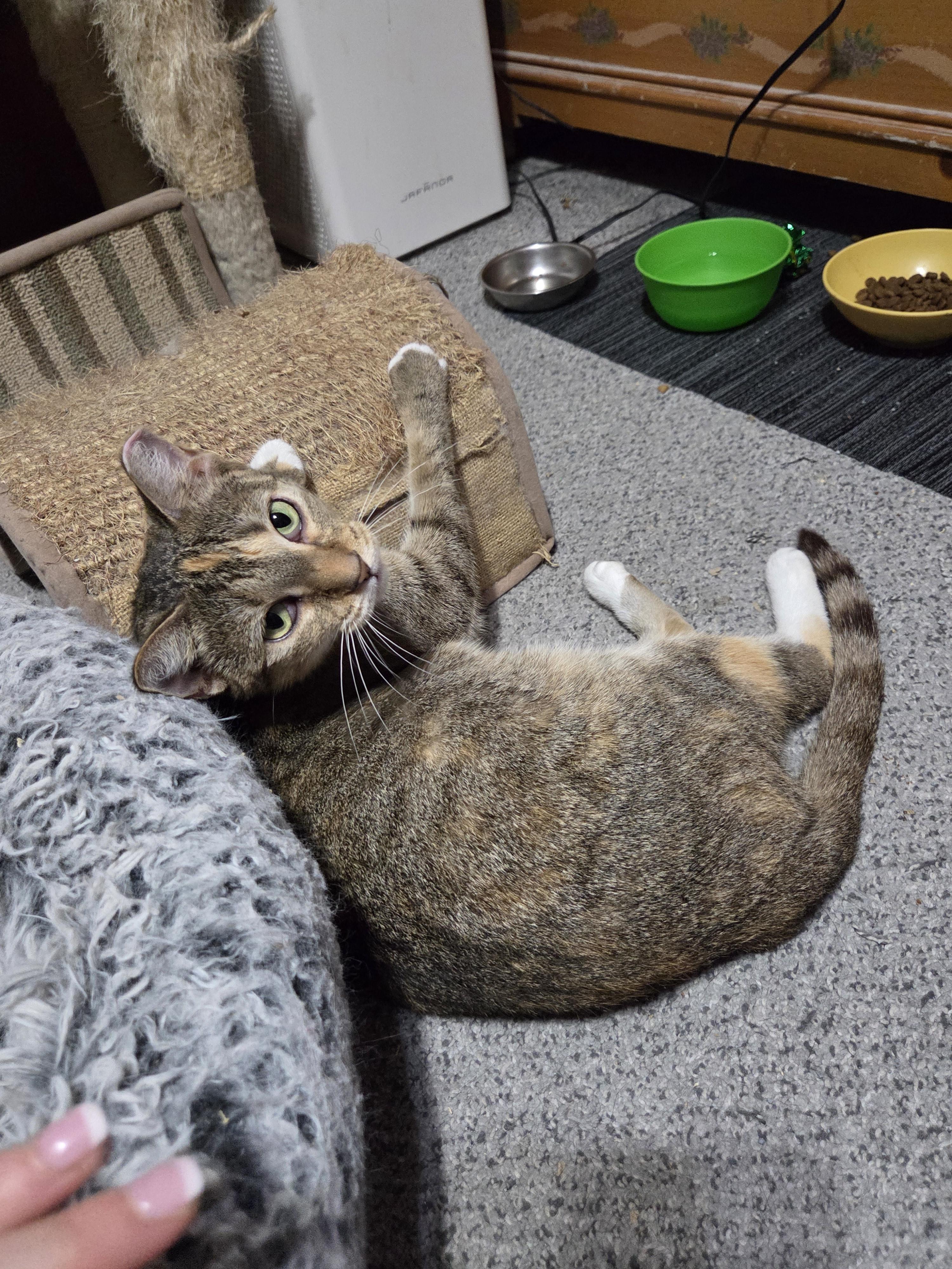 Caramel, Adoptable, Adult Female Calico.