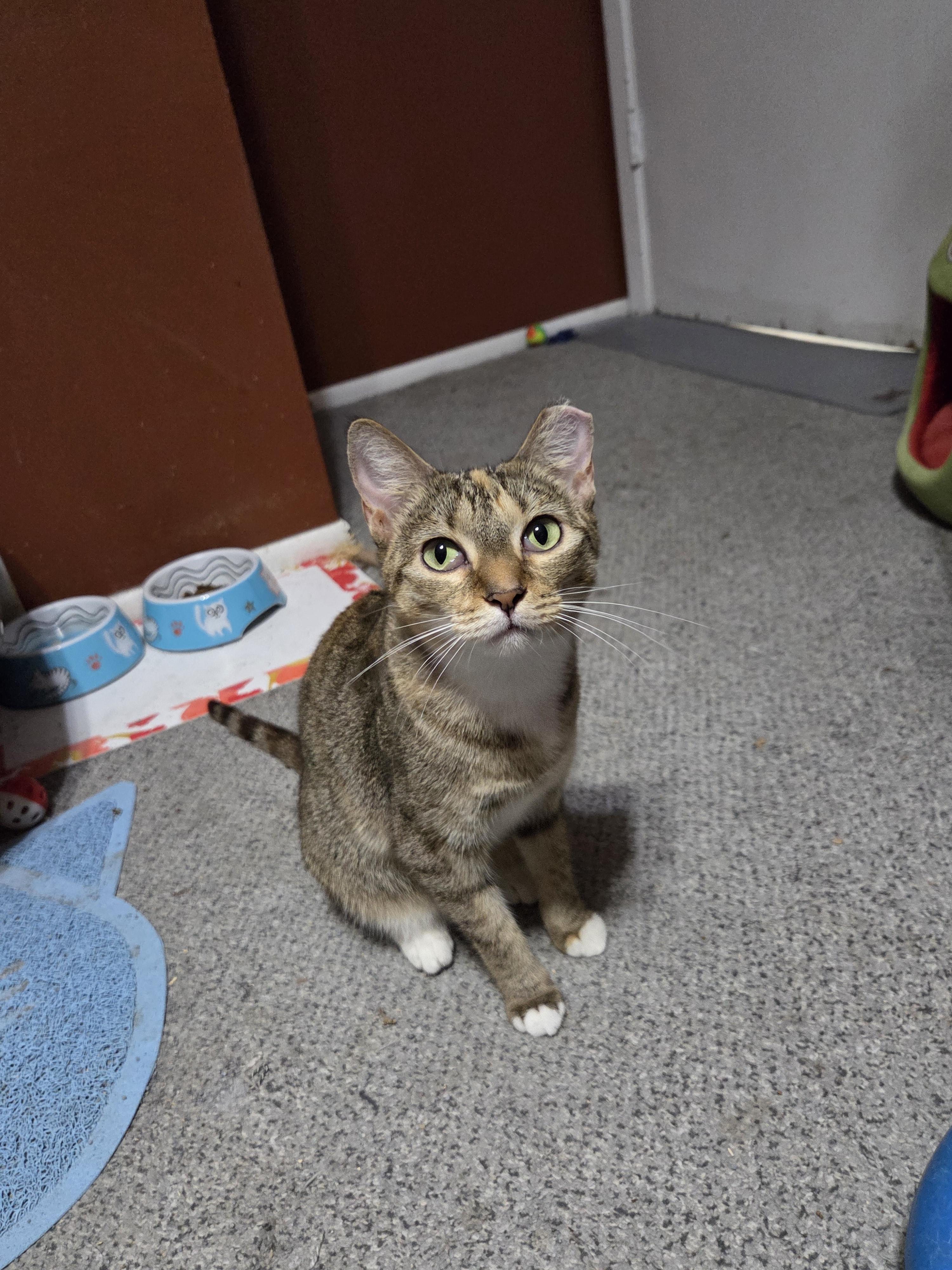 Caramel, a Adoptable mixed breed image 2/4