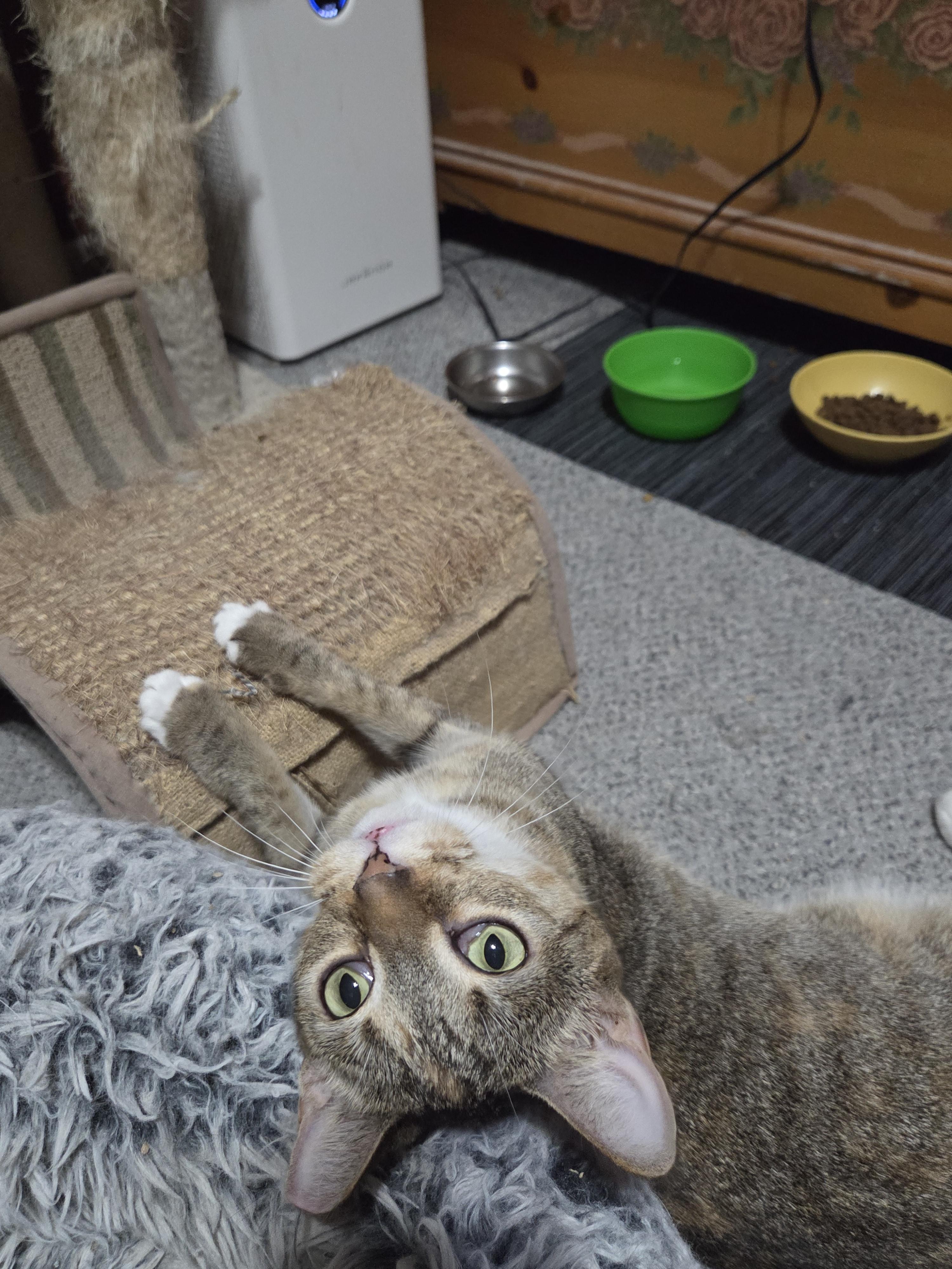 Caramel, a Adoptable mixed breed image 3/4