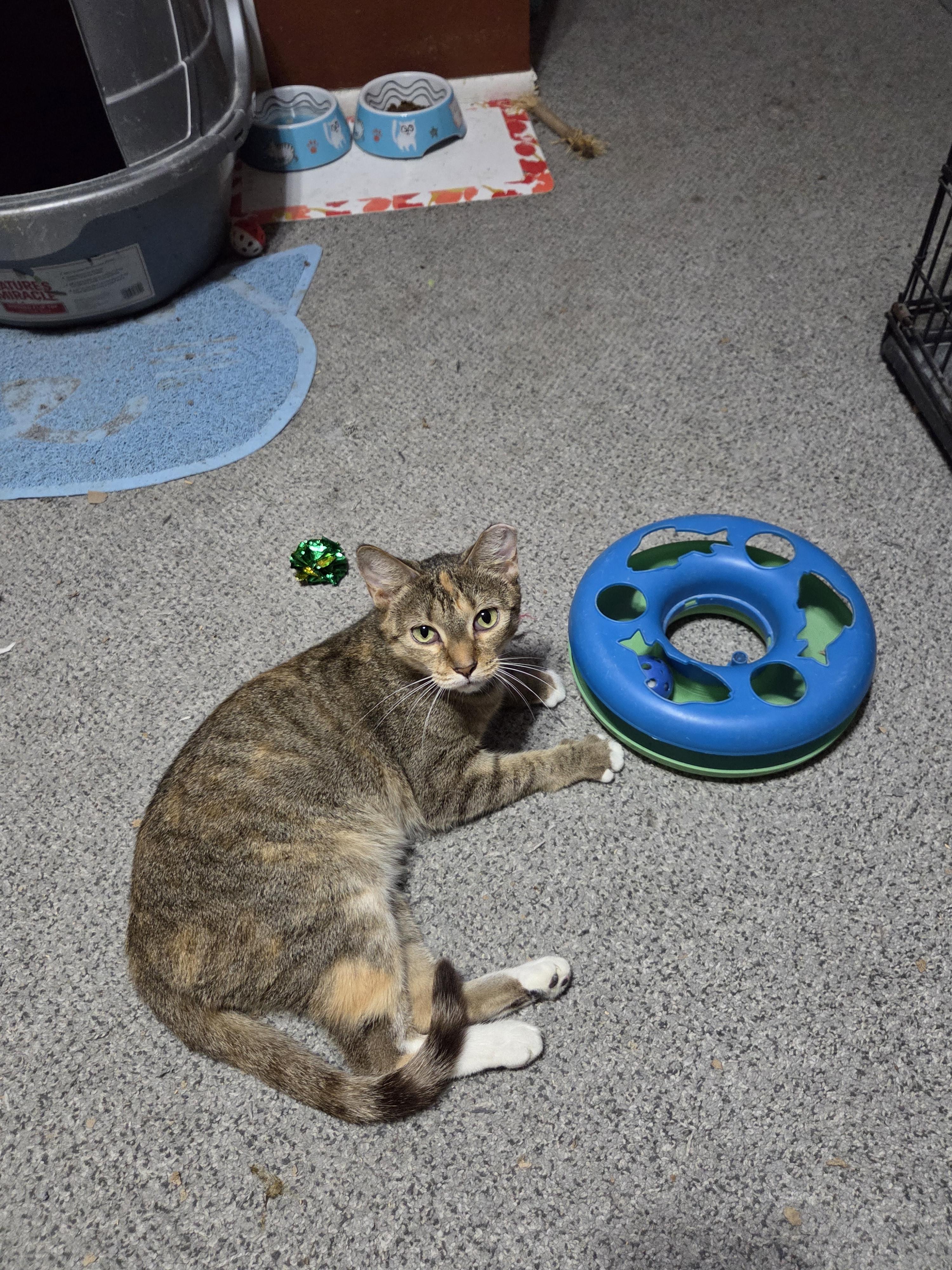 Caramel, a Adoptable mixed breed image 4/4