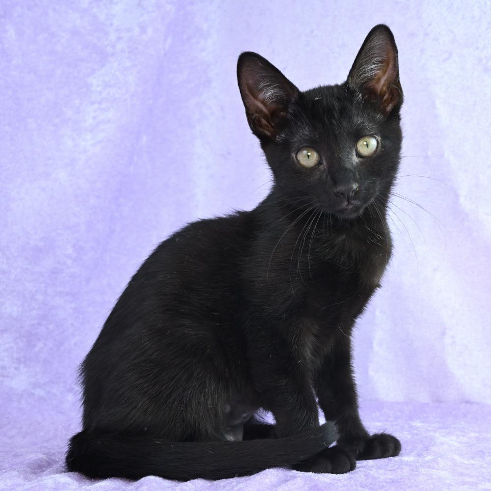 Poppy, Adoptable, Young Female Domestic Short Hair.