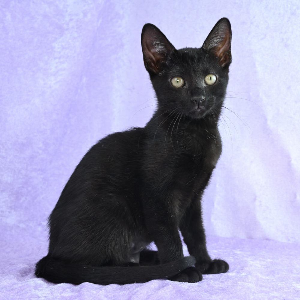 Enlarge Poppy, a Adoptable Domestic Short Hair in Mobile, AL image 2/6