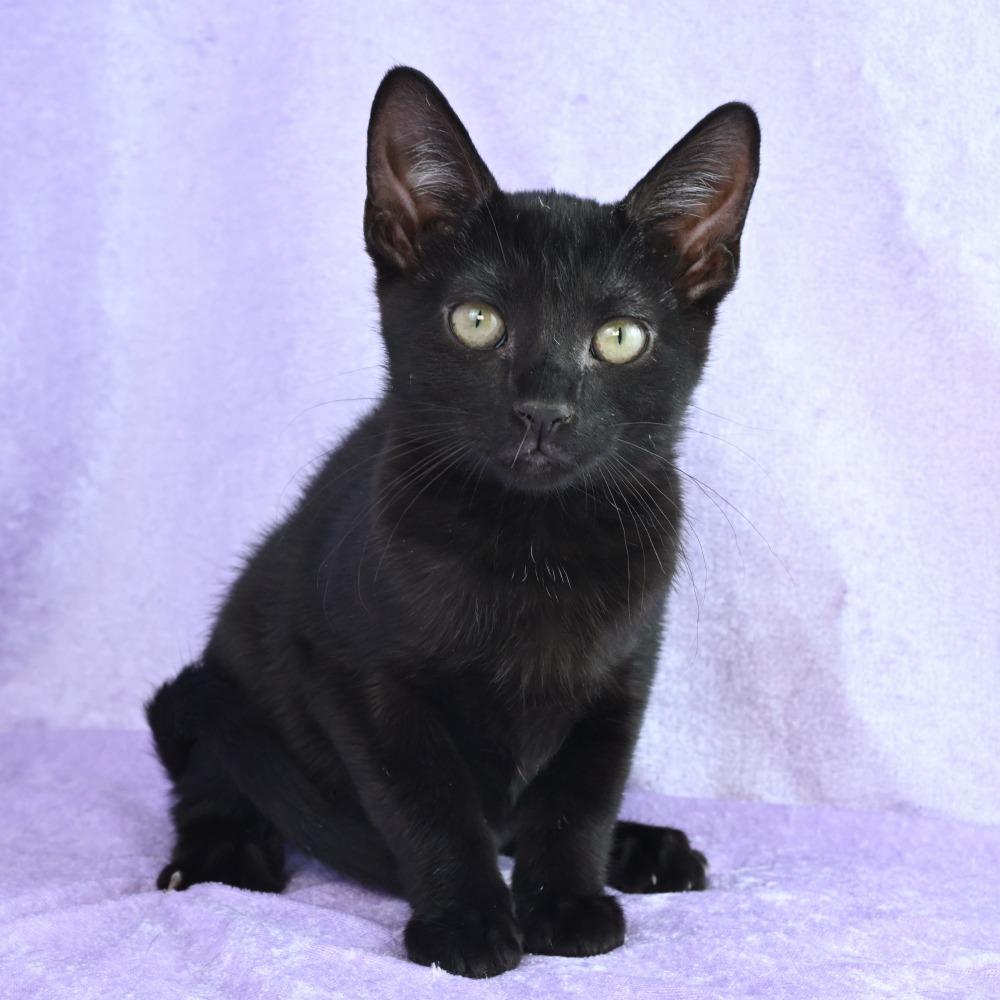 Enlarge Poppy, a Adoptable Domestic Short Hair in Mobile, AL image 3/6