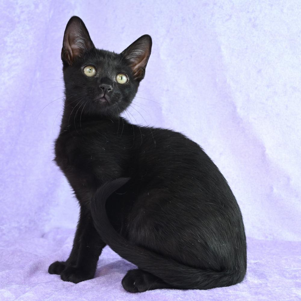 Enlarge Poppy, a Adoptable Domestic Short Hair in Mobile, AL image 4/6