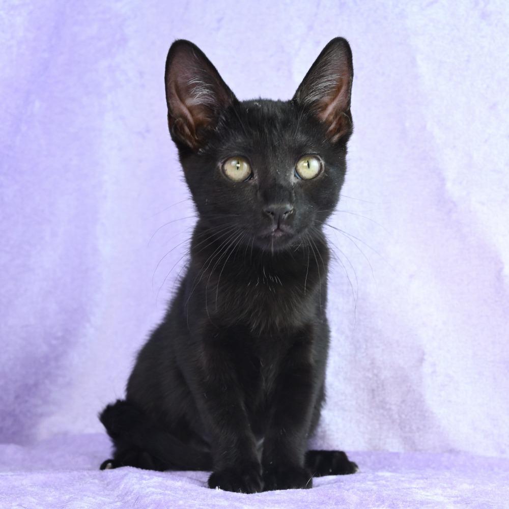 Enlarge Poppy, a Adoptable Domestic Short Hair in Mobile, AL image 5/6