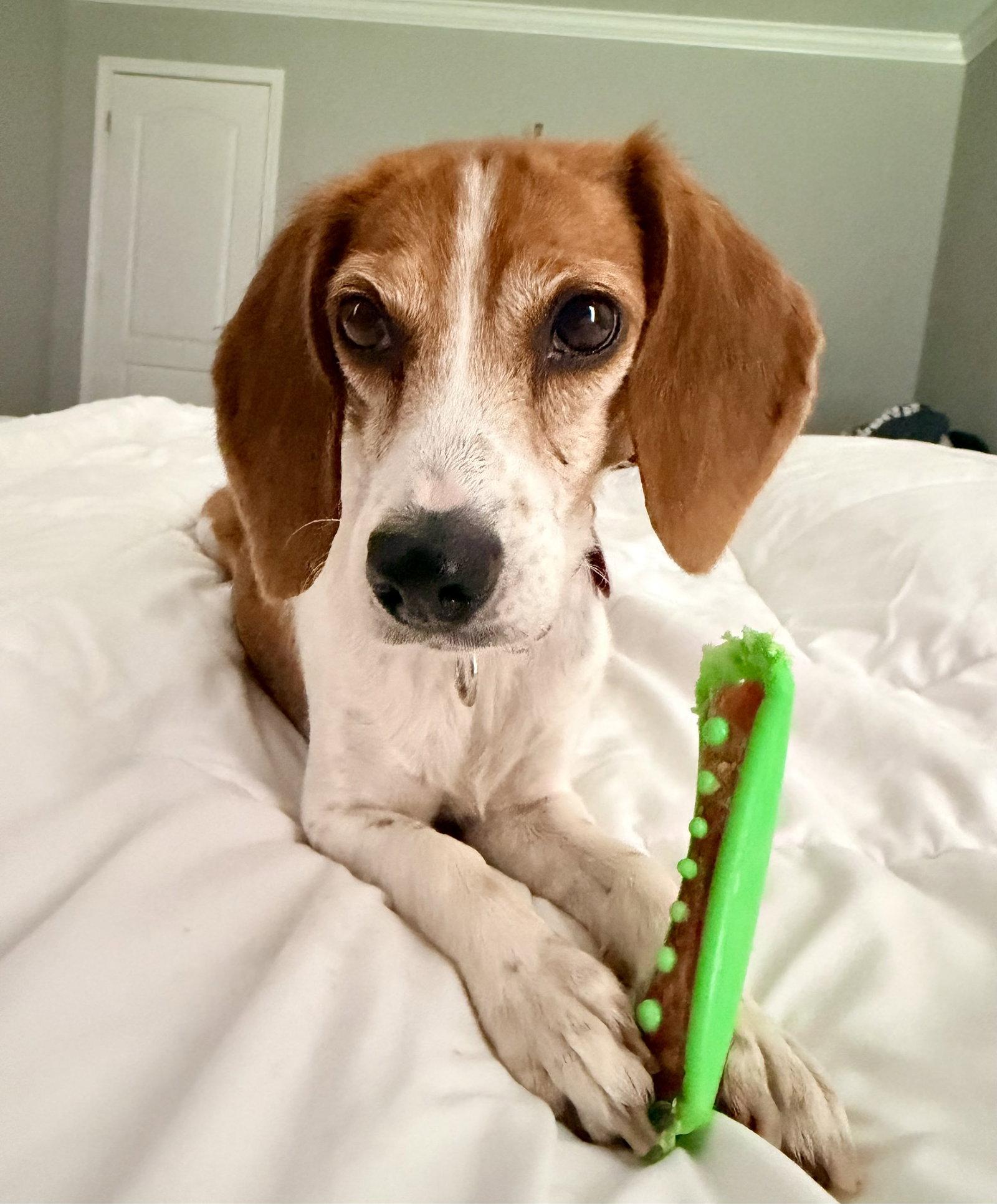 Harley, Adoptable, Adult Female Beagle.
