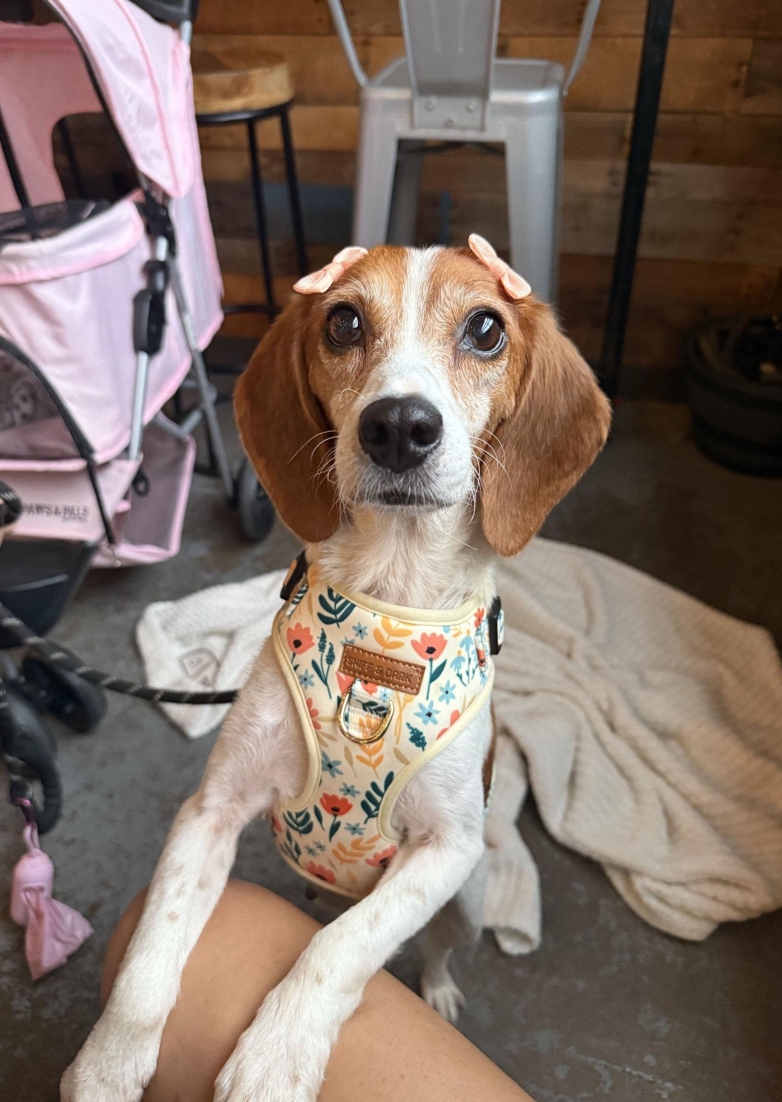 Enlarge Harlow, a Adoptable Beagle in Arlington, VA image 1/3