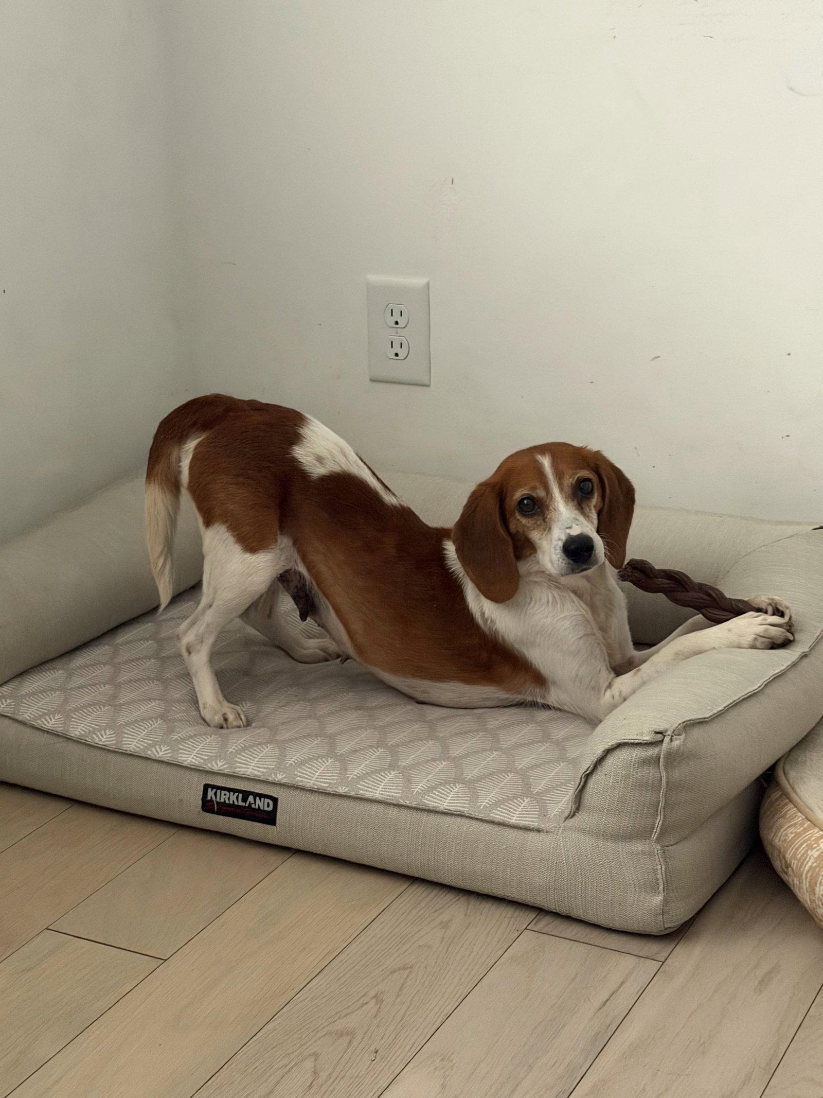 Enlarge Harlow, a Adoptable Beagle in Arlington, VA image 3/3