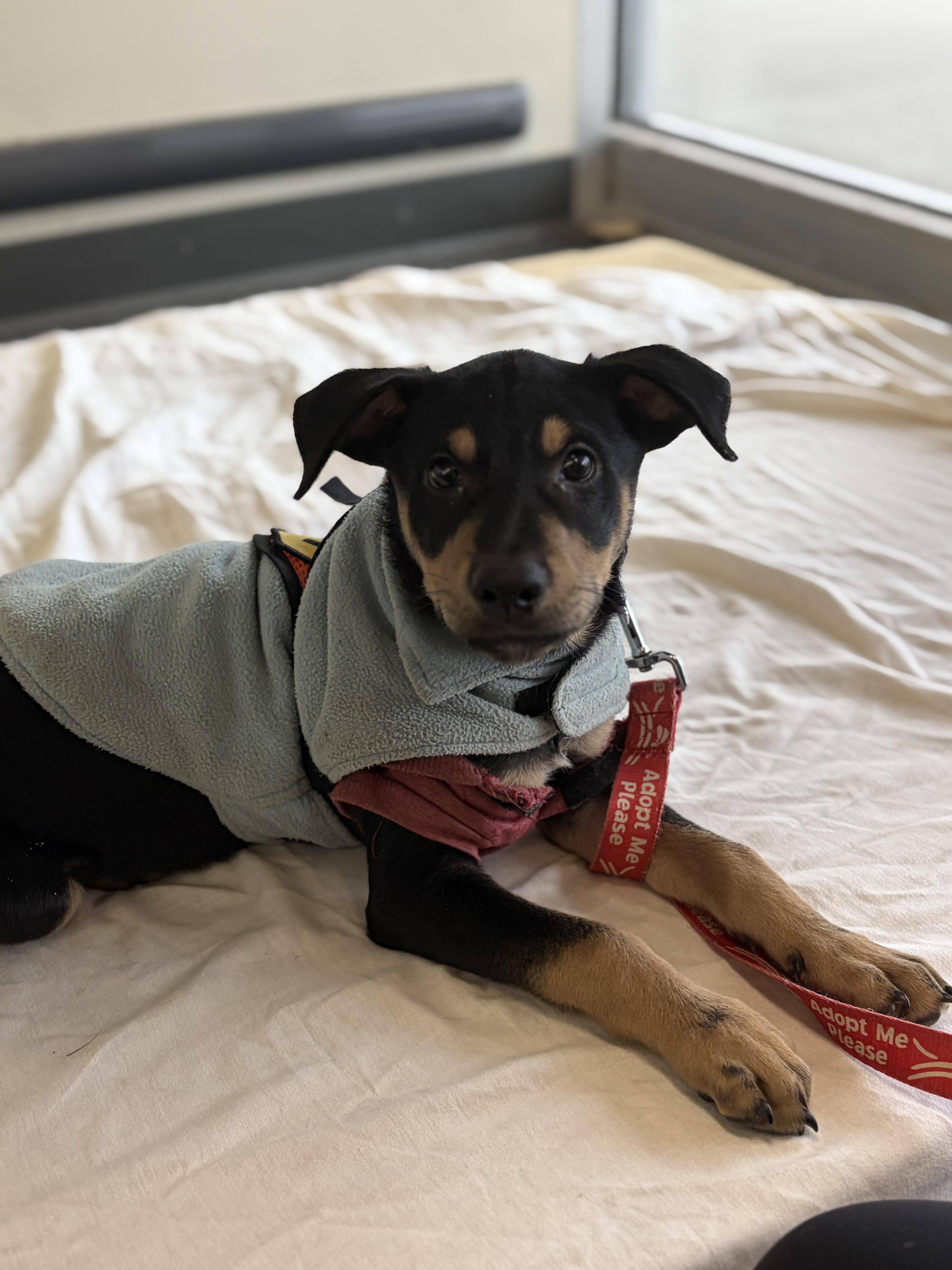 Nes, a Adoptable mixed breed in New York, NY image 2/6