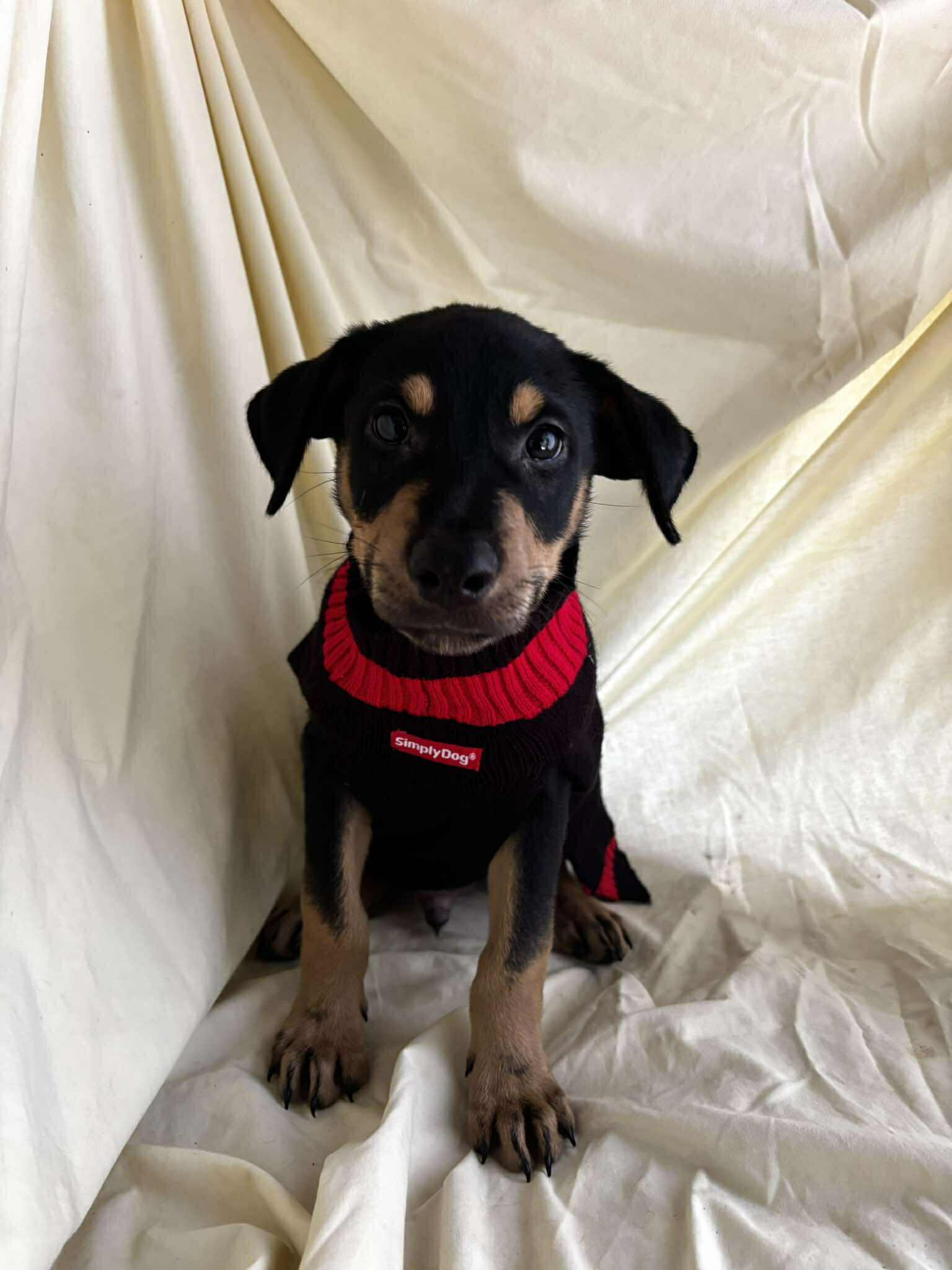 Nes, a Adoptable mixed breed in New York, NY image 3/6