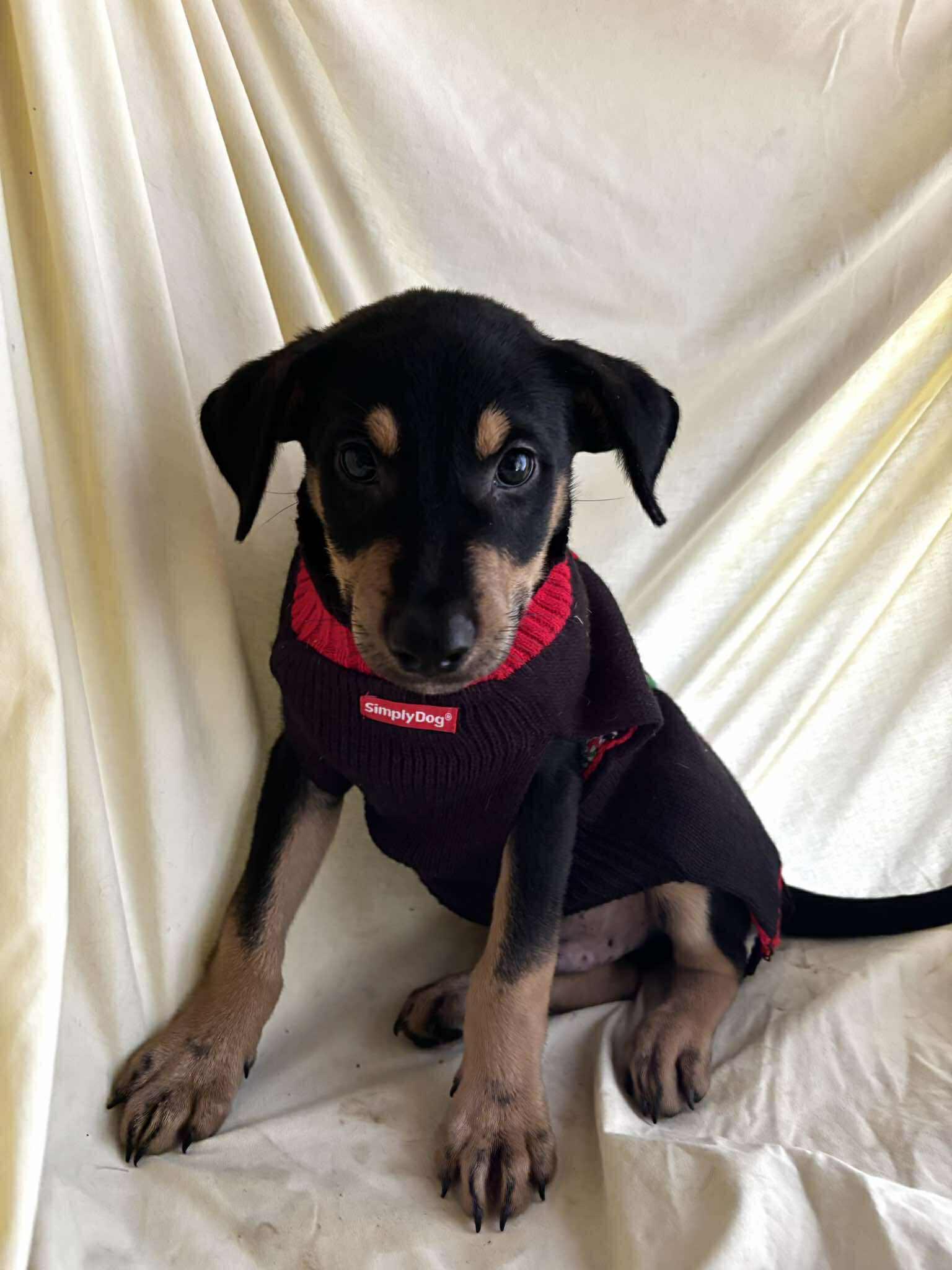 Nes, a Adoptable mixed breed in New York, NY image 4/6