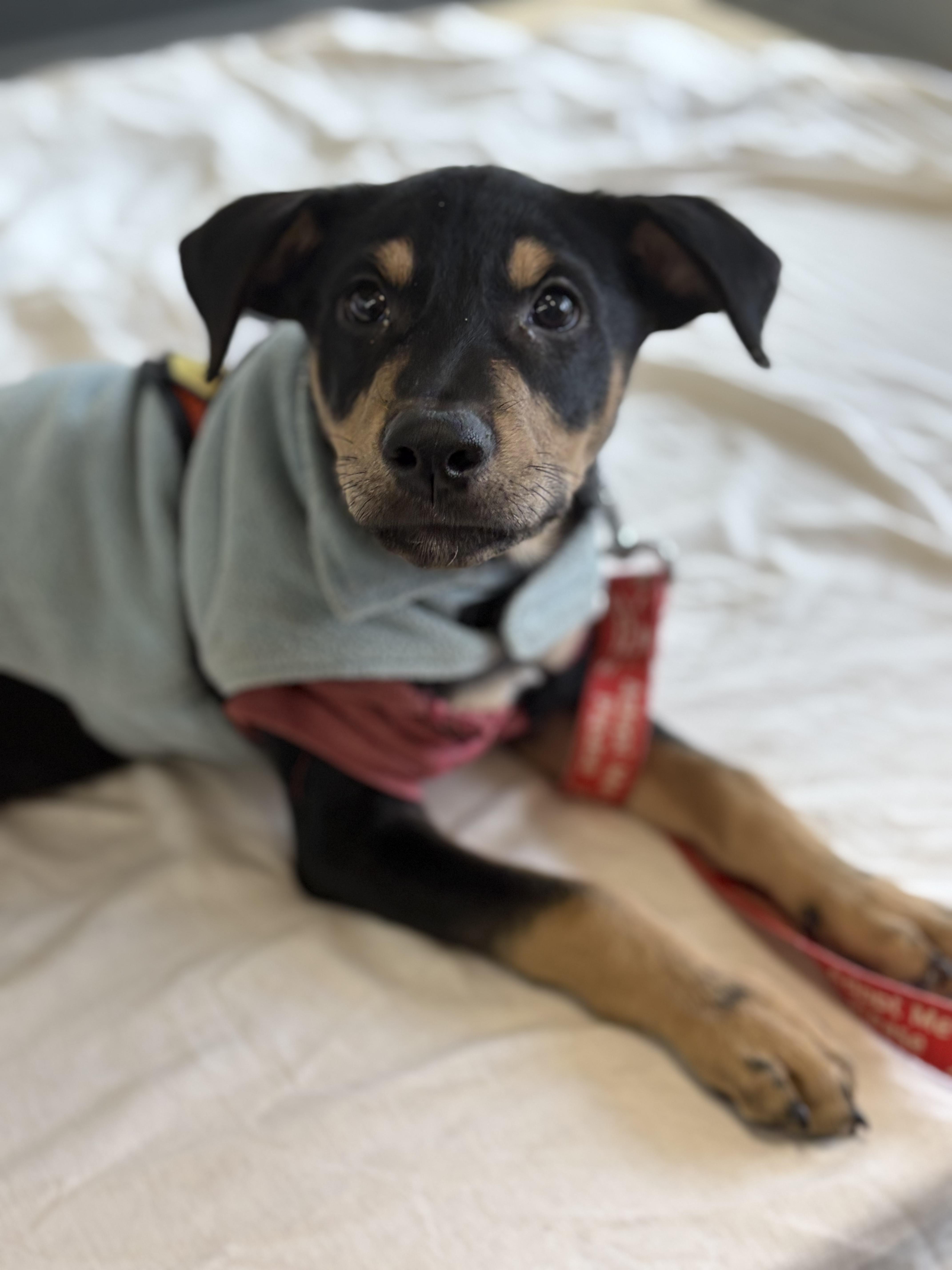 Nes, a Adoptable mixed breed in New York, NY image 5/6