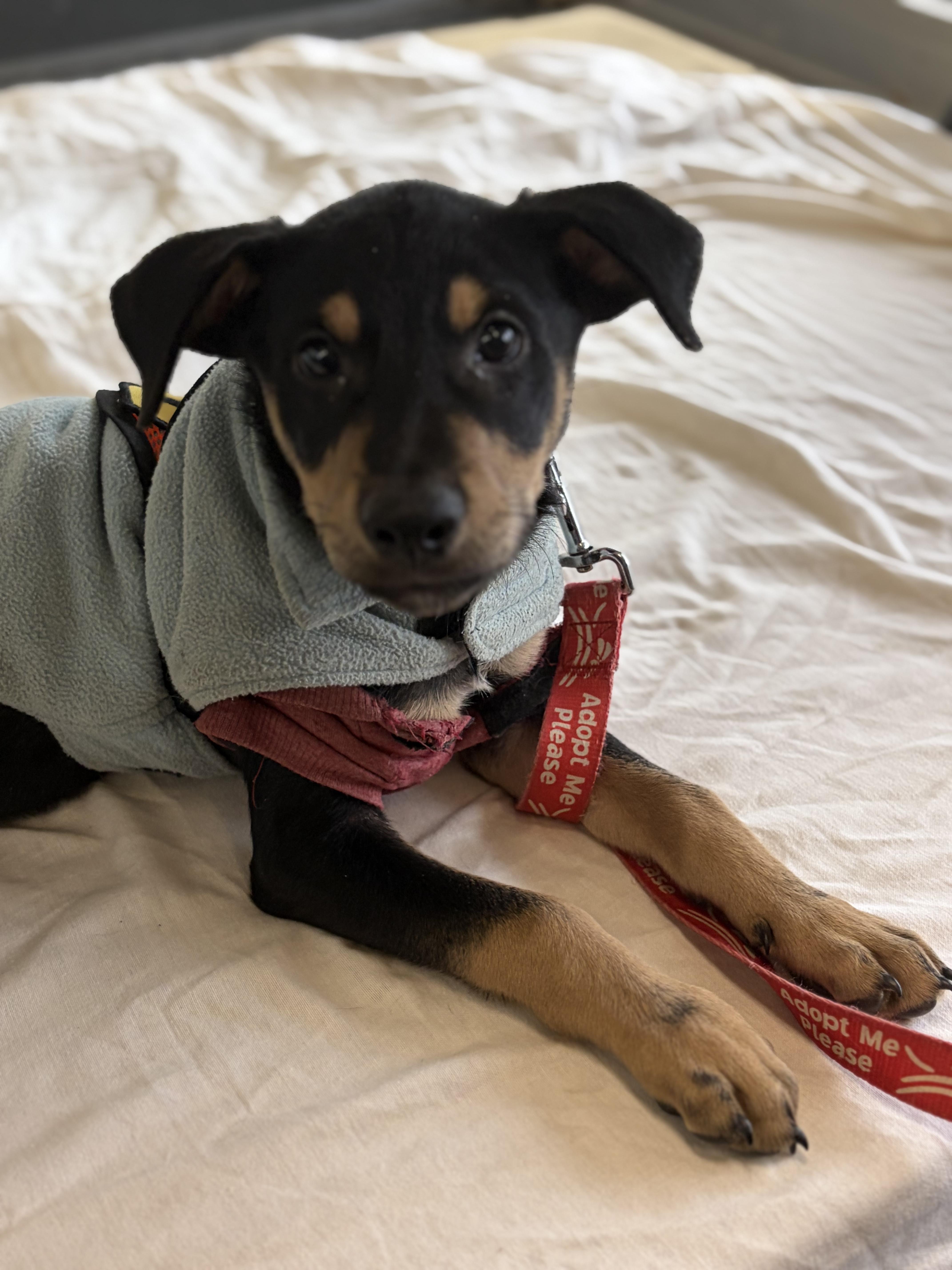 Nes, a Adoptable mixed breed in New York, NY image 1/6