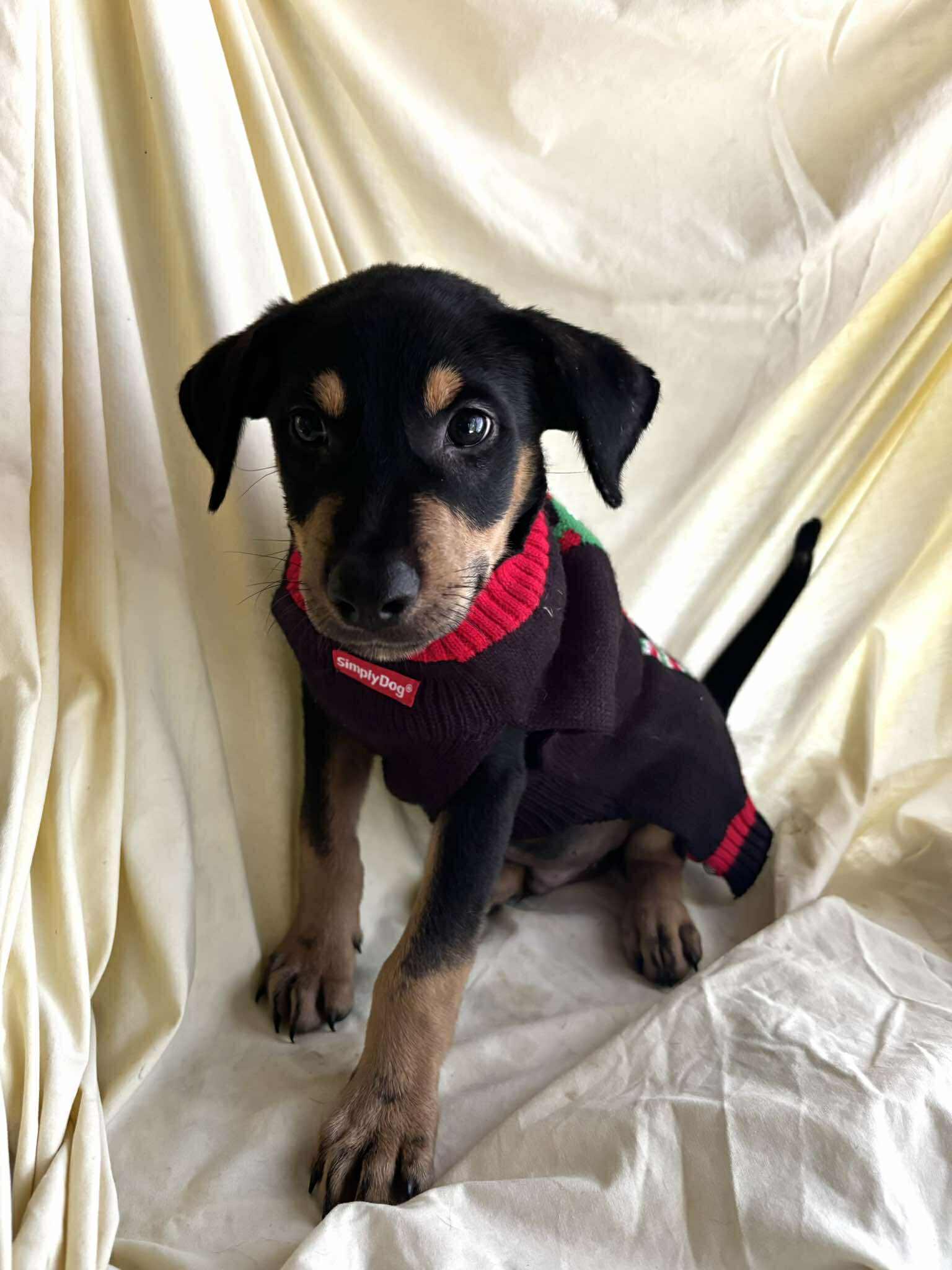 Nes, a Adoptable mixed breed in New York, NY image 6/6