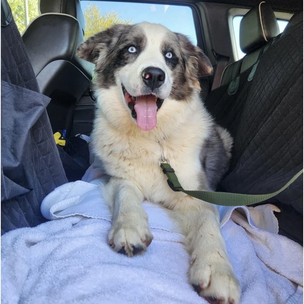 Blue, an adopted Australian Shepherd in South Plainfield, NJ image 1/6