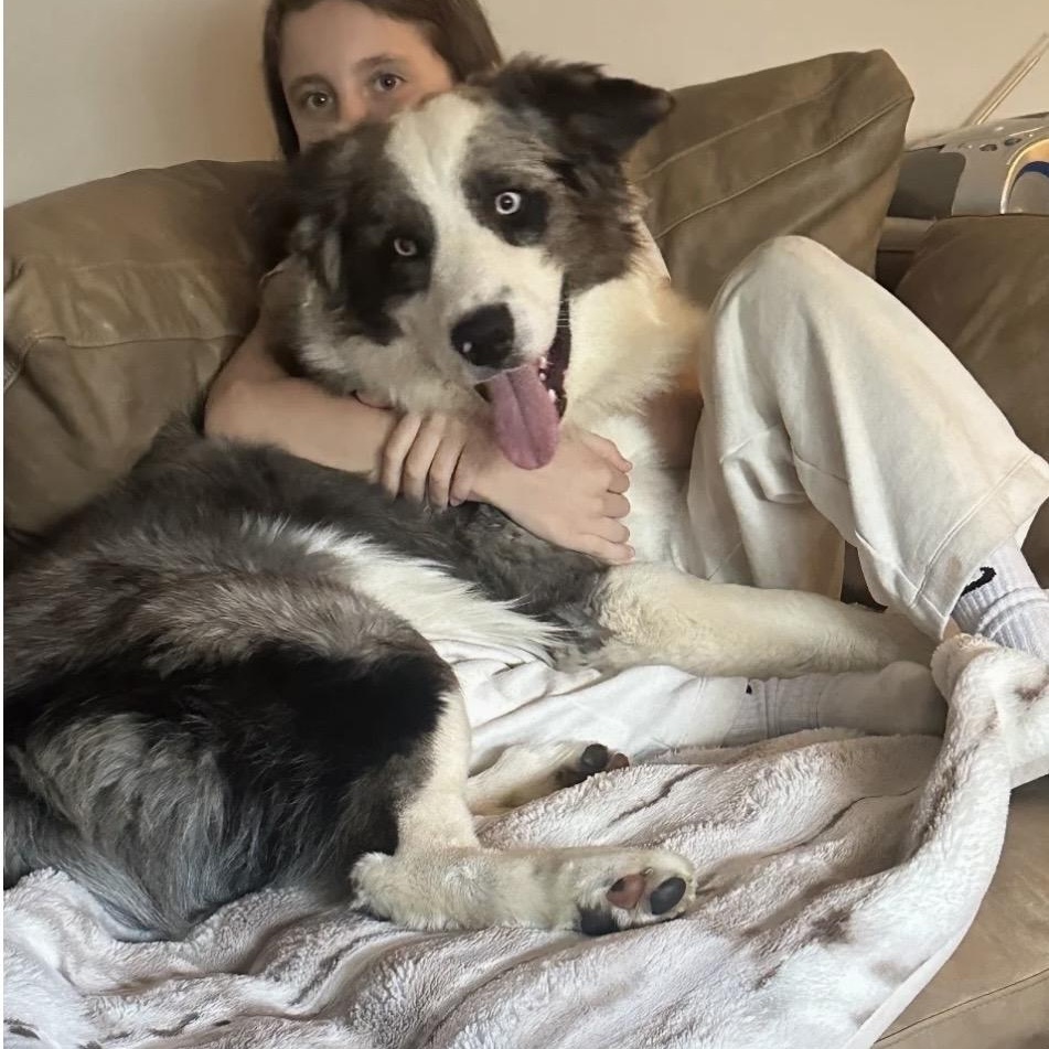 Blue, an adopted Australian Shepherd in South Plainfield, NJ image 3/6