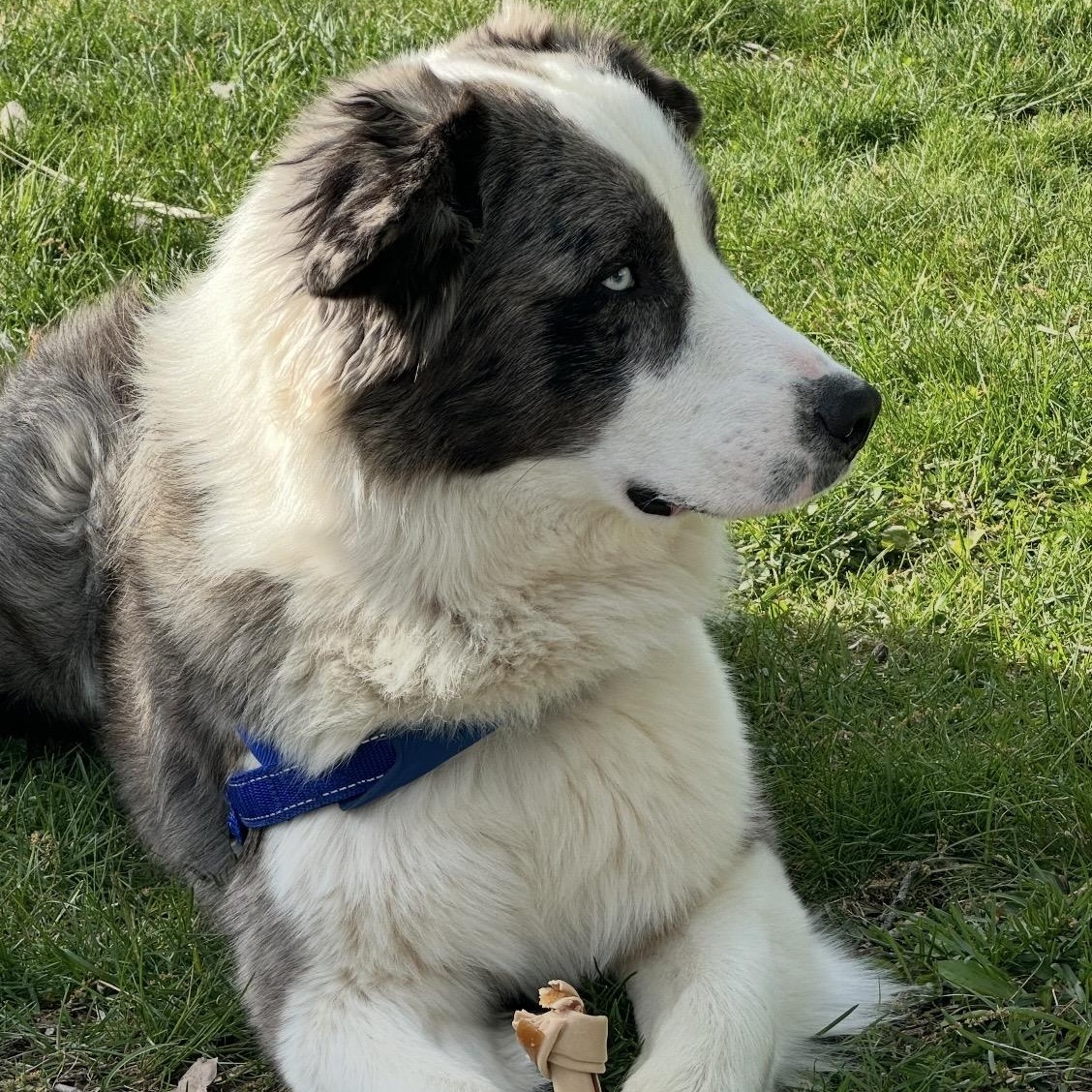 Blue, an adopted Australian Shepherd in South Plainfield, NJ image 2/6